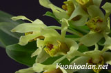 Hoàng thảo Yểu điệu - Dendrobium venustum