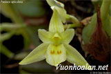 Lan khúc thần hai hoa - Panisea apiculata