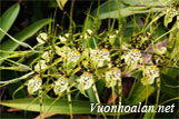 Kỹ thuật trồng phong lan Brassia - spider orchid - lan nhện