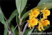 Thủy tiên tua, thủy tiên râu cánh - Dendrobium harveyanum