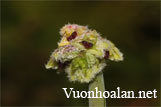 Lan hành  Averyanov - Bulbophyllum averyanovii