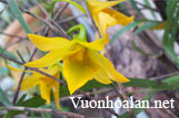 Hoàng thảo trúc - Dendrobium hancockii