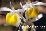 Hoàng thảo xinh xinh - Dendrobium loddigesii