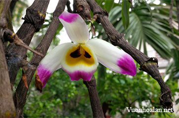 Lan Hoàng Thảo Ngũ Tinh - Dendrobium wardianum