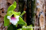 Lan vani không lá - Vanilla aphylla