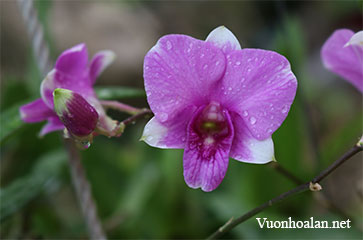 Hướng dẫn trồng lan Dendrobium Thái