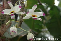 Hoàng thảo u lồi, tứ bảo sắc - Dendrobium wardianum