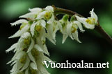 Lan lọng lông - Bulbophyllum hirtum