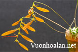 Lan lọng cánh dài - Bulbophyllum kanburiense