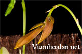 Lan lọng dẹt - Bulbophyllum tripudians