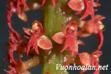 Lan la dơn đỏ - Oberonia rufilabris