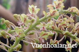Lan len cỏ - Eria paniculata