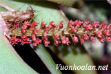 Lan la dơn huế - Oberonia huensis