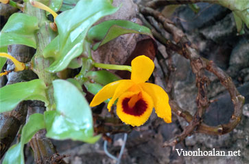 Lan Dendrobium Ochreatum