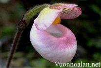 Hài mốc hồng - Paphiopedilum Micranthum