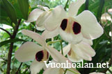 Hoàng thảo Thái Bình - Dendrobium Pulchellum