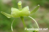 Lan tai dê hoa cong - Liparis campylostalix