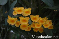 Lan Hoàng thảo vẩy Rồng - Dendrobium lindleyi