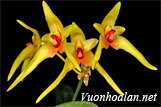Lan lọng cao - Bulbophyllum elatum