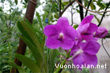 Cách trồng các loài thuộc giống Vanda và Ascocenda