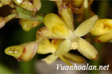 Lan túi lưỡi thái - Micropera thailandica