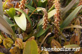 Lan lọng chùm cong - Bulbophyllum morphologorum