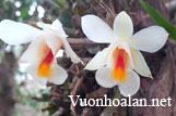 Dendrobium - Hoàng thảo rừng Việt Nam