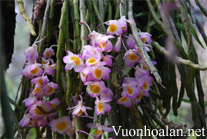 Hoàng thảo Long tu đá - Dendrobium crepidatum