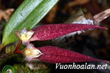 Lan lọng hoa khuyết - Bulbophyllum paraemarginatum
