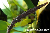 Lan lọng hoa mo - Bulbophyllum spadiciflorum