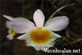 Hoàng Thảo Nghệ Tâm - Dendrobium loddigesii