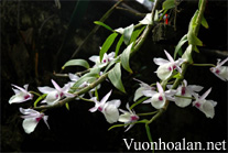 Hạc vỹ - Đại ý thảo - Dendrobium aphyllum, Den pierardii