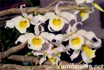 Hoàng thảo phi hạc - Den signatum - Dendrobium hildebrandtii