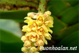 Lan thủy ly vàng - Pomatocalpa spicata