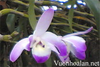 Hoàng thảo Đùi gà dẹt - Dendrobium linawianum
