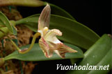 Lan lọng tía một hoa - Bulbophyllum ambrosia
