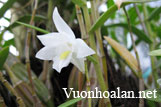 Hoàng thảo Bạch Câu - Dendrobium crumenatum