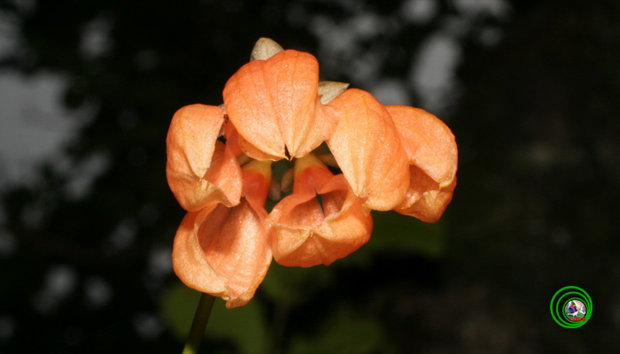Lan lọng - Bulbophyllum Thouars part 5
