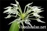 Lan lọng - Bulbophyllum Thouars part 3