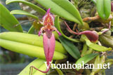 Lan lọng - Bulbophyllum Thouars part 4