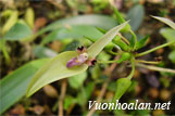 Lan lọng tai thỏ - Bulbophyllum blepharistes