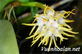 Lan lọng thơm - Bulbophyllum odoratissimum