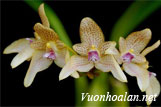 Lan lọng tán - Bulbophyllum umbellatum
