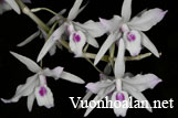 Hoàng thảo Ý ngọc - Dendrobium transparens