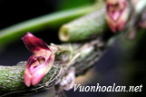 Lan lọng xoắn - Bulbophyllum tortuosum