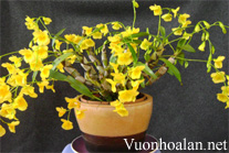 Hoàng thảo kim điệp - Dendrobium Capillipes