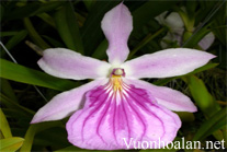 Lan Vũ nữ - Oncidium Miltonia spectabilis