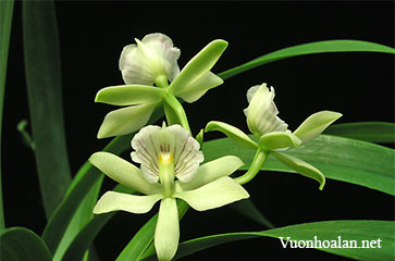 Tìm hiểu về Lan Epidendrum