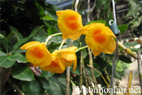 Hoàng thảo kim thoa - Dendrobium clavatum