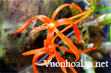 Dendobium unicum - Hoàng thảo đơn cam